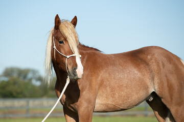 Headshot of a mustang horse wearing a rope halter.
