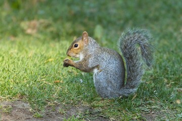Naklejka na ściany i meble Cute squirrel appears to sniff an acorn.