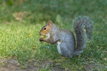 Naklejka na ściany i meble Squirrel eating and acorn in a park.