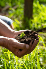 plant sprout on piece of land, care for the environment, protection of the earth