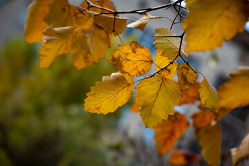 Nice yellow orange red leaves  nature background abstract macro close up autumn