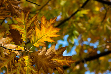 Nice yellow orange red leaves  nature background abstract macro close up autumn