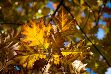 Nice yellow orange red leaves  nature background abstract macro close up autumn