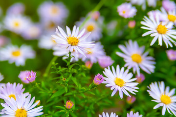 Fototapeta premium Astra flowers. Flower bed. Asters bloom in autumn. Selective focus. Shallow depth of field
