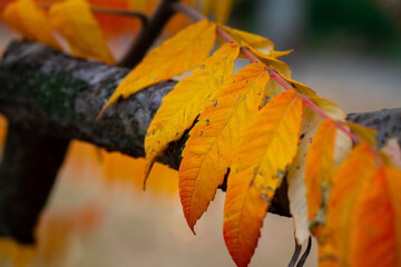 Nice yellow orange red leaves  nature background abstract macro close up autumn