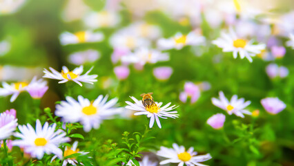 Flowers Asters. Bees on flowers. Flower bed. Asters bloom in autumn. Selective focus. Shallow depth of field