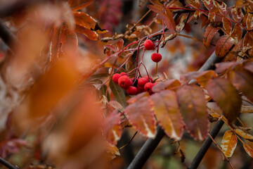 rowan branch with berries and beautiful autumn leaves, nature and backgrounds, seasons