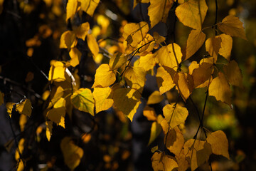 Nice yellow orange red leaves  nature background abstract macro close up autumn