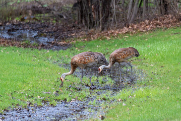 Naklejka na ściany i meble Two Sandhill Cranes Feeding Near A Small Creek