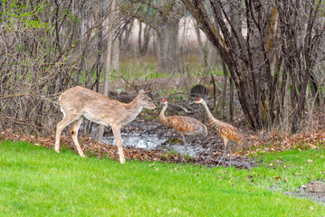 Naklejka na ściany i meble Sandhill Cranes And Young Deer Face Off At The Creek