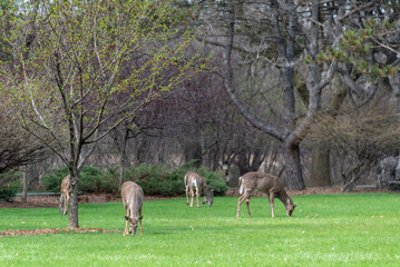 Obraz na płótnie Canvas A Small Group Of Deer In An Urban Setting