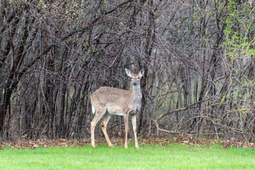 Naklejka na ściany i meble A Young Deer Feeding On New Grass And Leaves In Spring