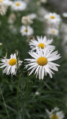 daisy in the grass