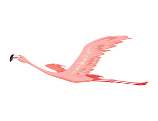 Pink flamingo. Exotic tropical bird character. Isolated wildlife animal. Nature wild fauna. Cute african bird flying © the8monkey