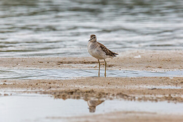 Wood sandpiper on a sandy shore near the water