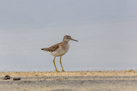 Wood sandpiper on a sandy shore near the water