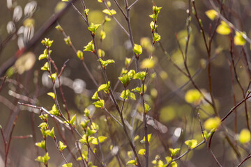 Birch branches with young foliage in spring