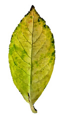 Fototapeta premium Hydrangea leaf
