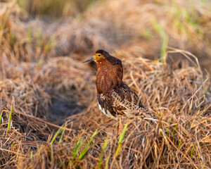 A male ruff (bird) in breeding plumage stands in last year's grass