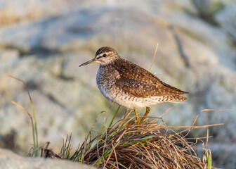 Wood sandpiper stands on a large stone