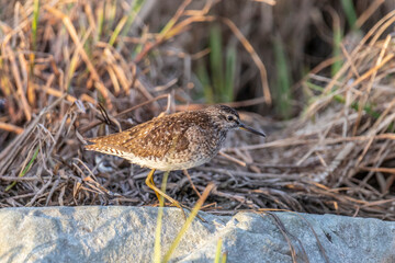 Fototapeta na wymiar A female ruff (bird) on a summer day on the shore of the lake stands on a large stone