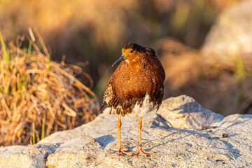 A male ruff (bird) in breeding plumage stands on a large stone. Close-up