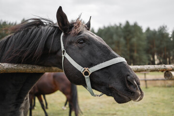 Naklejka premium Portrait of a black horse head behind a hedge against a background of a green forest