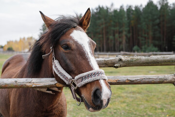 Naklejka premium A red horse stands behind a wooden fence in an enclosure. Animal head portrait