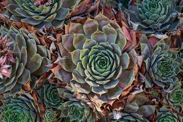 dense close-up of  'hens and chicks' plants (Sempervivum tectorum)