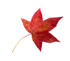 Autumn maple leaf bright on white background.