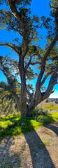 Fototapeta na wymiar Gaviota State Park, Santa Barbara County