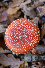 Mushroom in the forest, magic picture macro photo, seasonal landscape spring in the park.