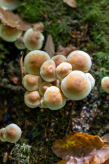 Golden Teacher Psilocybe Cubensis Magic Mushrooms