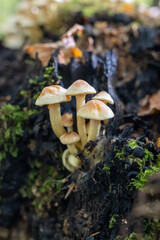 Golden Teacher Psilocybe Cubensis Magic Mushrooms