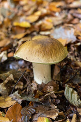 Mushroom in the forest, magic picture macro photo, seasonal landscape spring in the park.