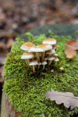 Golden Teacher Psilocybe Cubensis Magic Mushrooms