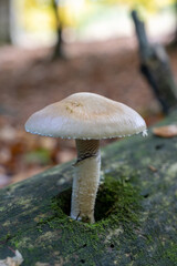 Golden Teacher Psilocybe Cubensis Magic Mushrooms