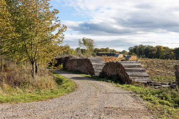Log trunks pine, the logging timber forest wood industry.