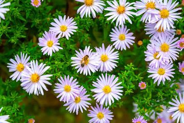 Asters flowers. Bees on flowers. Close-up of a flower bed. Asters bloom in autumn. Selective  focus. Shallow depth of field