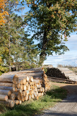 Log trunks pine, the logging timber forest wood industry.