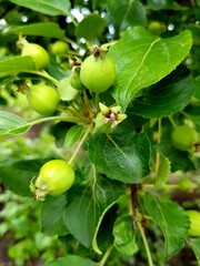 Small green pears on the branch
