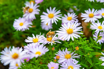 Obraz na płótnie Canvas Asters flowers. Bees on the flowers. Flower bed. Asters bloom in autumn. Selective focus. Shallow depth of field