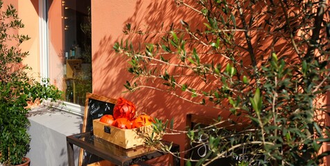 querformat, hokkaido kürbisse in einer schale, daneben eine olivenbäumchen, vor oranger mauer
