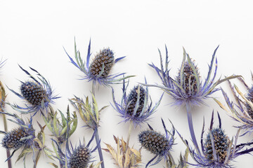 Feverweed, thistle EryngiuM, isolate on white background.