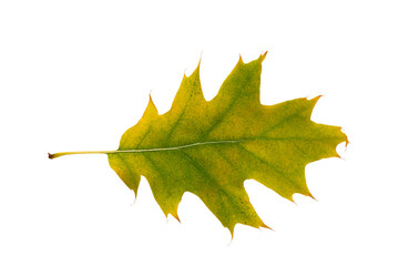Autumn maple leaf bright on white background.