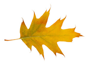 Naklejka na ściany i meble Autumn maple leaf bright on white background.