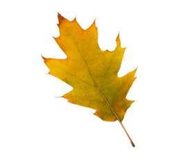 Autumn maple leaf bright on white background.