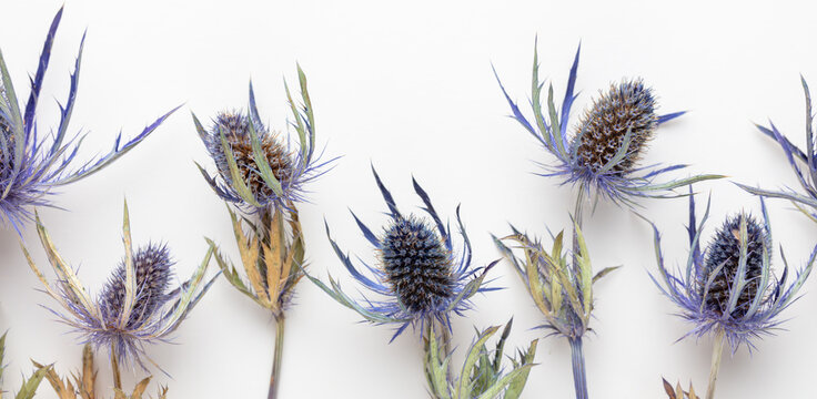 Feverweed, thistle EryngiuM, isolate on white background.