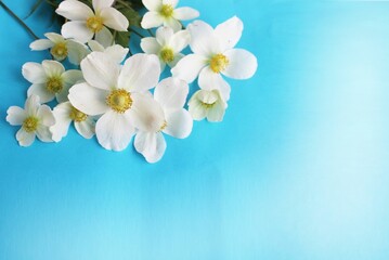Delicate white flowers on a light blue background. Summer bouquet. Background for a greeting card.