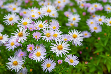 Flowers Asters. Top view of a flower bed. Asters bloom in autumn. Selective focus. Shallow depth of field